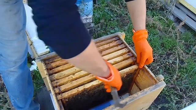 Борьба с пчелиным клещем. Как приготовить щавелевую кислоту для обработки пчёл. смотреть онлайн