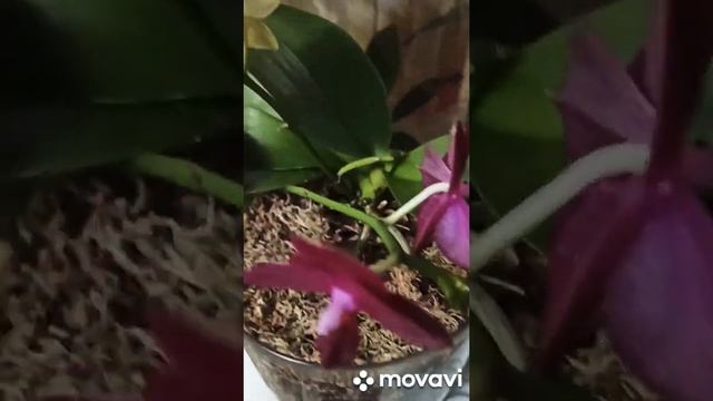 ОРХИДЕИ В ЗАКРЫТОЙ СИСТЕМЕ. ‼‼‼ смотреть онлайн