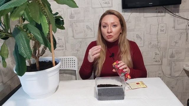 Клубника,земляника из семян.Когда и как сеять. смотреть онлайн