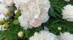 Пион Ширли темпл. Июнь 2022г.