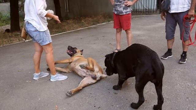 ?Знакомство огромных Кане Корсо. Introducing Huge Cane Corso.