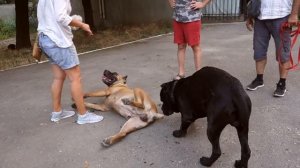 ?Знакомство огромных Кане Корсо. Introducing huge Cane Corso.