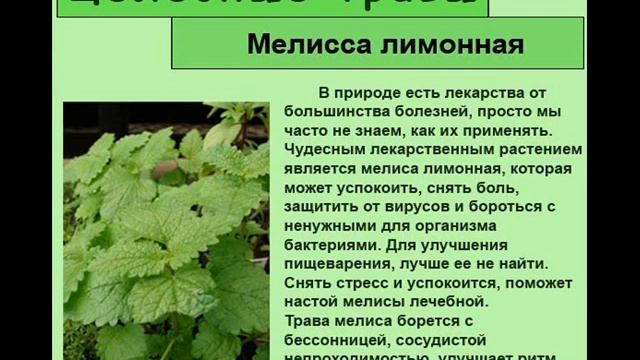 Мелисса лимонная смотреть онлайн