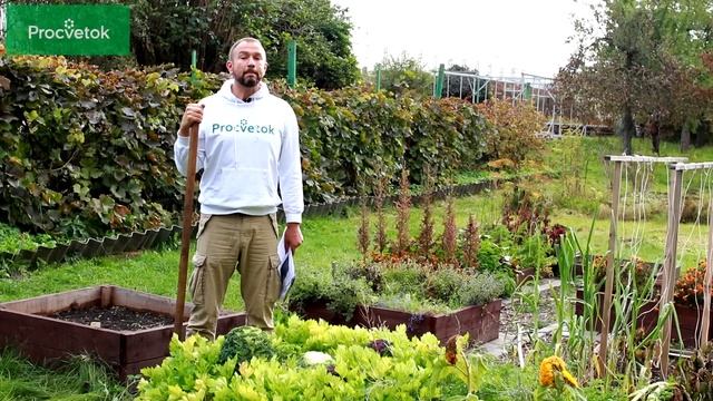 КАКИЕ СИДЕРАТЫ ЛУЧШЕ ПОСАДИТЬ? Разбираем сидераты от А до Я!