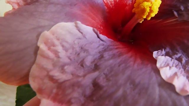 Видео моих цветов.Hibiscus Tahitian Antique Purple смотреть онлайн