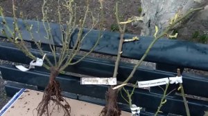 Посылка с розами из питомника " Розомания"