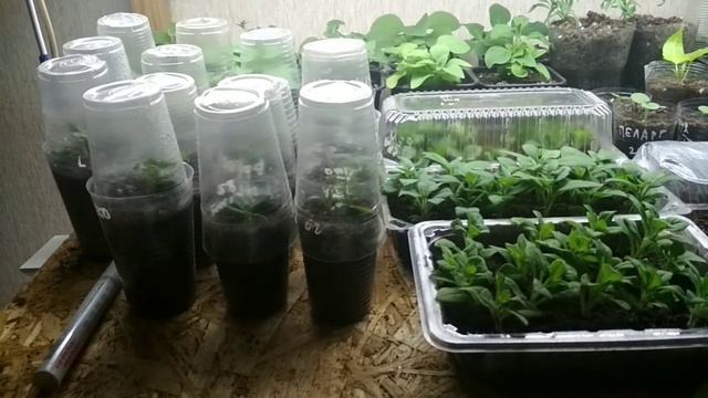 ОБЗОР СТЕЛЛАЖА? ЧЕРЕНКИ ПЕТУНИИ ?? УКОРЕНИЛА СНОУ ПРИНЦЕСС ? смотреть онлайн