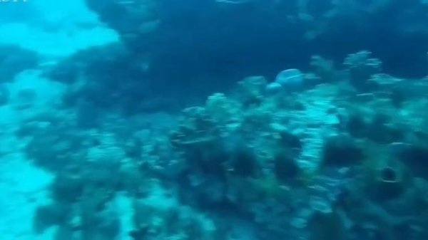 Tangkap lobster laut