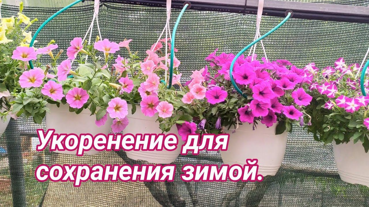 Укоренение будущих маточных растений. Сроки, температура содержания зимой. смотреть онлайн