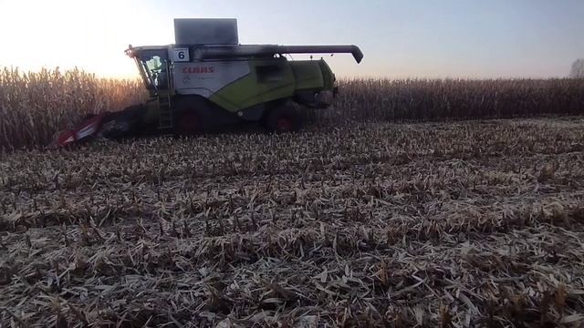 ?Уборка кукурузы на зерно ? комбайнами Claas Tucano 580 смотреть онлайн