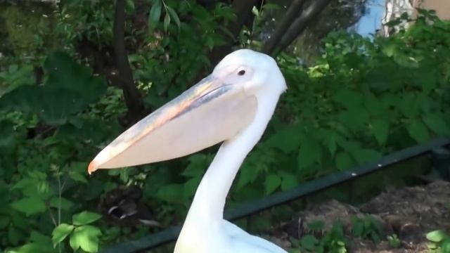Учим Животных на английском Тигр Жираф Гепард Лошадь Развивающие Мультики смотреть онлайн