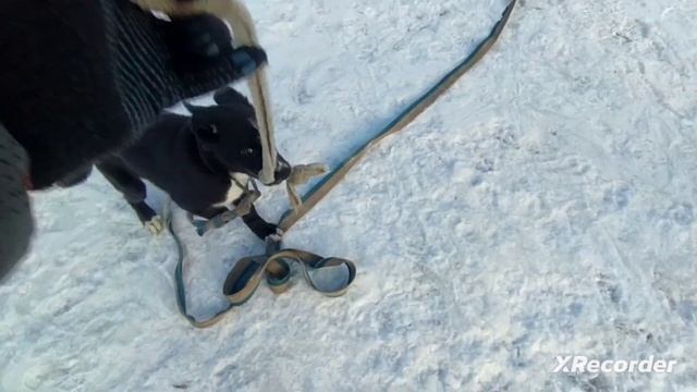 "Игровая верёвочка" и "прогулочный поводок" использование со щенком на улице. смотреть онлайн