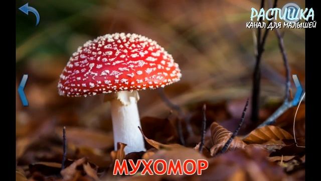 ГРИБЫ. УЧИМ АНГЛИЙСКИЙ. ПЕРВЫЕ СЛОВА русс+англ смотреть онлайн