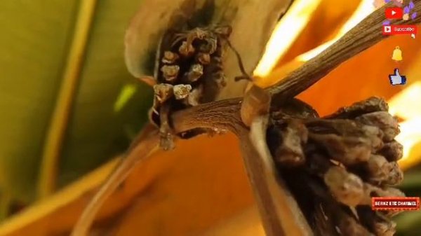 Tropic Fleur Heliconia Birds of paradise "Yellow Heliconia Plant"