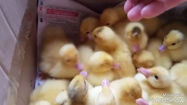 Часть 2. Идеальный режим инкубации в инкубаторе " Несушка" БИ смотреть онлайн