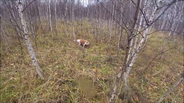 Стрелял не в того ЗАЙЦА. У Собаки отказали задние ноги.Промах по зайцу. смотреть онлайн