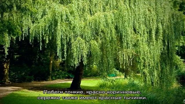 Какую иву посадить на даче — выбираем компактные сорта смотреть онлайн
