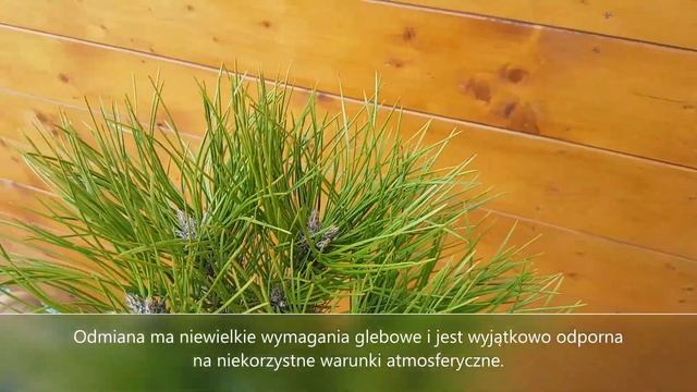 Sosna Czarna- Pinus Nigra 'Marie Bregeon' ᴾᴮᴿ - Przedogródek, Ogrody Japońskie, Opis I Pielęgnacja