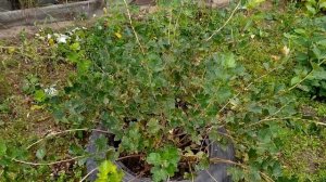 Крыжовник Арлекин, Грушенька.