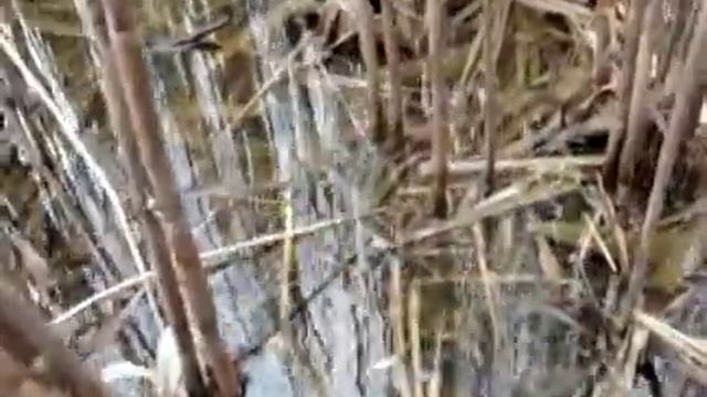 Нерест карасей смотреть онлайн