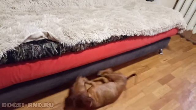 Неугомонный Радар находит занятия и себе и мне ) смотреть онлайн