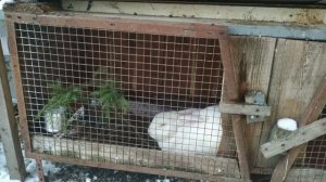 Кроличьи клетки из 90 х. Клетки для самцов кроликов. Выгул для кур. Вольер для собаки
