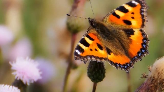 La Mariposa Divina. Día Universal Del Niño 20 De Noviembre Del 2016