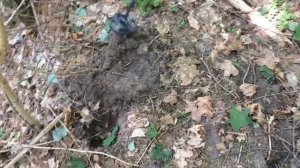 Лесные Копатели / КАК ПРАВИЛЬНО ШУРФИТЬ /