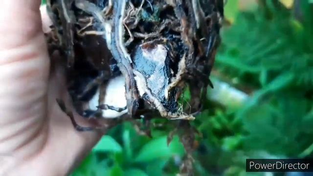 Орхидея Ликаста после заплыва.  Срочная пересадка орхидеи, субстрат для орхидей.