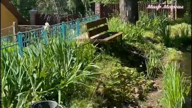 Ирбис Аквособака Алабай-САО Щенки Миф Марны +7960-579-48-35 смотреть онлайн