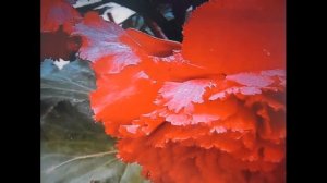 Бегония Клубневая. Уход и размножение бегонии клубневой.