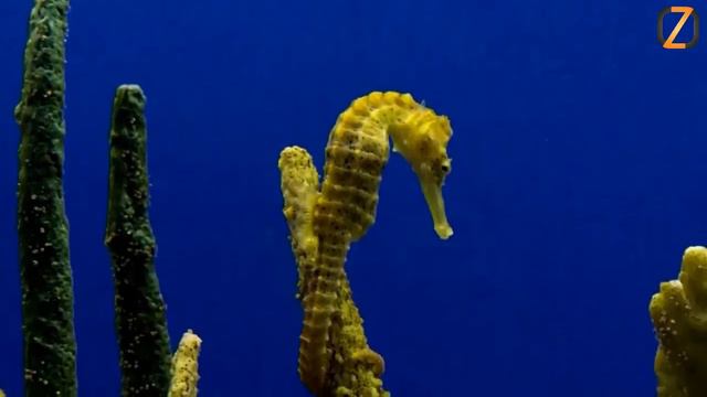 подводное царство 2