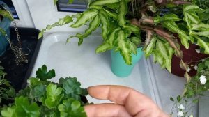 Папоротники на фитильном поливе 2 месяца спустя.