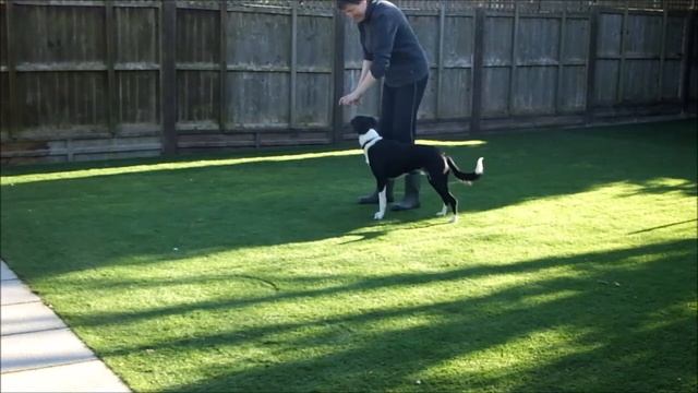 5 Minute Training Games - Day 9 - Handler Focus смотреть онлайн