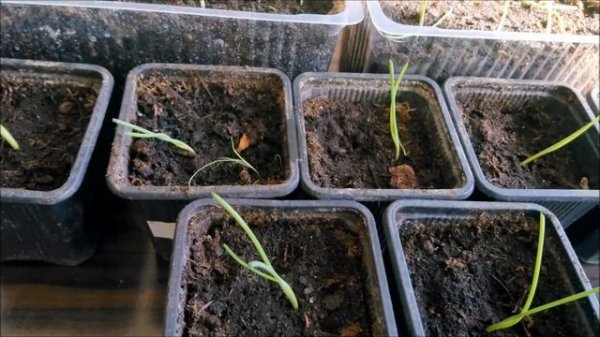 Лук ЭКСИБИШЕН-стрижка и подкормка рассады. Zwiebelsämlinge schneiden, füttern EXIBISHEN.