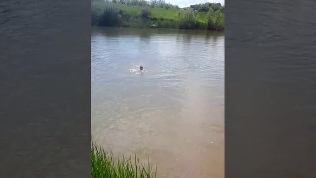 Купание весной смотреть онлайн
