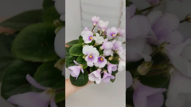 Фиалка ЛЕ-Котёнок Мяу смотреть онлайн