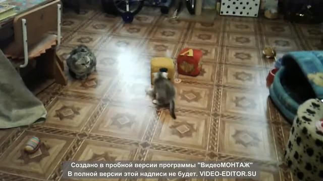 шотландский шиншилловЫй котенок СМАЙЛИК играет, рожд.25.11.2017 , ИЩЕТ НОВУЮ СЕМЬЮ смотреть онлайн