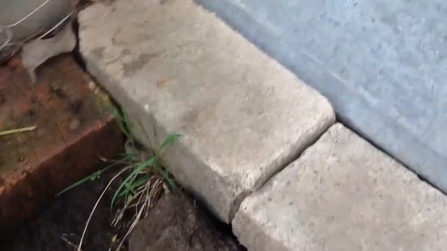 Как избавиться от крыс. Препараты от крыс. Прячу отраву. Вредители в курятнике. смотреть онлайн