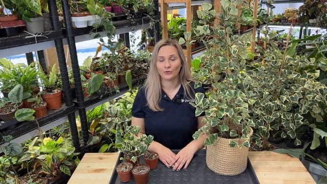 ФИКУС ТРИАНГУЛЯРИС СВИТХАРТ – редкое комнатное растение