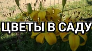 Цветы в саду
