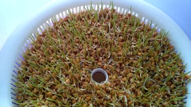 Этапы проращивания по дням травы проростков пшеницы (витграсс) в автоматическом спраутере. смотреть онлайн