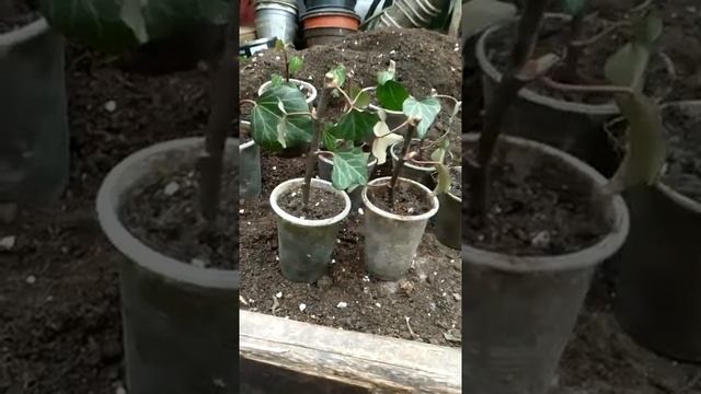 Попробовали укоренить плющ смотреть онлайн