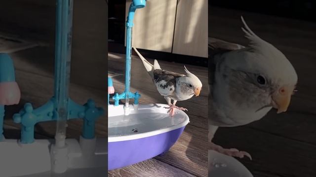 Смешные животные #SHORTS смотреть онлайн