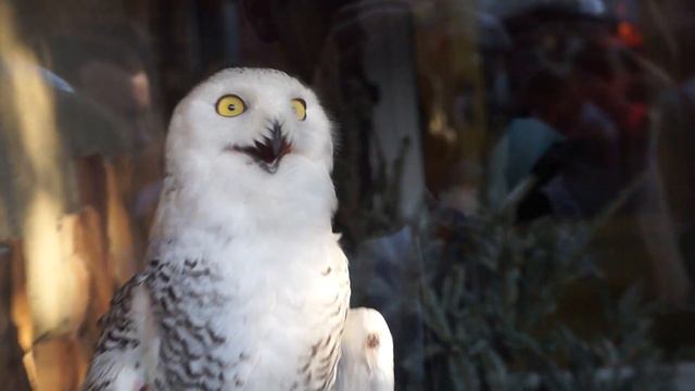 Ночь музеев 2019. Ленинградский зоопарк. Полярная сова смотреть онлайн