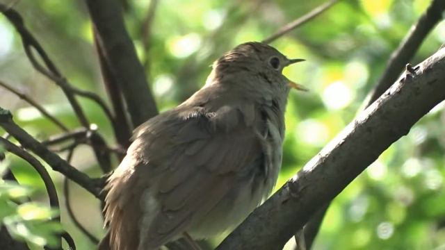 Копия видео "Соловей" смотреть онлайн