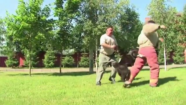 Видео о породе акита, ссылка на сайт в описании ниже. смотреть онлайн
