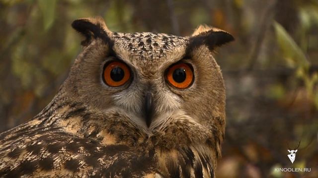 Взгляд Филина. Как филин поворачивает голову