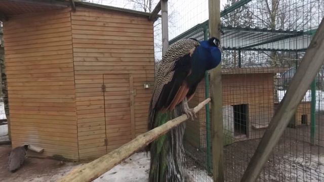 ЭПИЗОД 4. Страусиная ферма "СТРАУСИНЫЙ ХУТОР" смотреть онлайн
