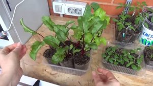 Рассада в АПРЕЛЕ